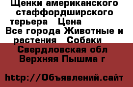 Щенки американского стаффордширского терьера › Цена ­ 20 000 - Все города Животные и растения » Собаки   . Свердловская обл.,Верхняя Пышма г.